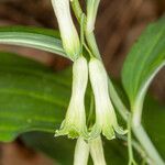 Polygonatum multiflorum habit picture by Martin Bishop (cc-by-sa)