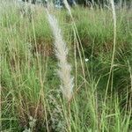 Bothriochloa laguroides flower picture by Muzzachiodi Norberto (cc-by-sa)