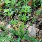 Galium sylvaticum habit picture by Vinciane Bertrand (cc-by-sa)