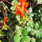 Tecoma capensis flower picture by Trap Hers (cc-by-sa)