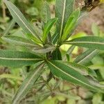 Barleria lupulina leaf picture by Anas Khan (cc-by-sa)