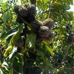 Pittosporum brevispinum fruit picture by Hugues Ferrand (cc-by-sa)