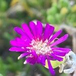 Drosanthemum floribundum flower picture by Diego Alex (cc-by-sa)