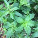 Mercurialis annua leaf picture by Laetitia Remy (cc-by-sa)