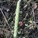 Phleum phleoides flower picture by Benito Soto Fernando (cc-by-sa)