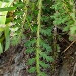 Pedicularis cenisia leaf picture by Pietro Brignoli (cc-by-sa)