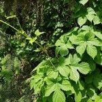 Humulus lupulus habit picture by Christiane Mumme (cc-by-sa)