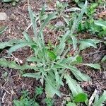 Erigeron sumatrensis habit picture by Plantae Lucorum (cc-by-sa)