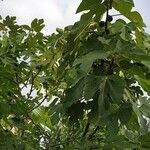 Ficus carica habit picture by Daniel de Lichana (cc-by-sa)