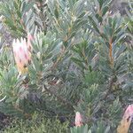 Protea repens flower picture by Maarten Vanhove (cc-by-sa)