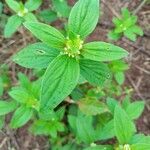 Mitracarpus hirtus leaf picture by Gnagbo Anthelme (cc-by-sa)