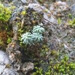 Saxifraga caesia leaf picture by Albert van de Maat (cc-by-sa)