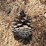 Pinus pinaster fruit picture by L. Baptiste (cc-by-sa)