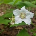 Rubus odoratus flower picture by Summer Ruetz (cc-by-sa)