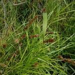 Carex vulpinoidea leaf picture by megan allsup (cc-by-sa)