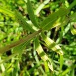 Monarda fistulosa leaf picture by Joshua Kuykendall (cc-by-sa)