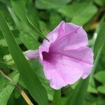 Ipomoea setifera flower picture by R. Tournebize (cc-by-sa)