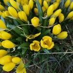 Sternbergia lutea flower picture by Celine (cc-by-sa)