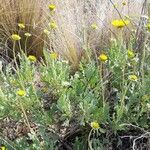 Gaillardia cabrerae habit picture by Trap Hers (cc-by-sa)