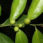 Casearia coronata fruit picture by Nelson Zamora Villalobos (cc-by-nc)