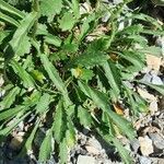 Leucanthemum heterophyllum leaf picture by Laurent (cc-by-sa)