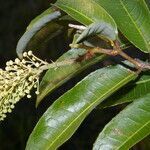 Mabea occidentalis fruit picture by Nelson Zamora Villalobos (cc-by-nc)