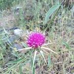 Centaurea iberica flower picture by Annette Bejany (cc-by-sa)