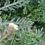 Achillea barrelieri leaf picture by Emanuele Santarelli (cc-by-sa)