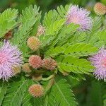 Mimosa tricephala habit picture by Nelson Zamora Villalobos (cc-by-nc)