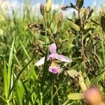 Pogonia ophioglossoides flower picture by Nicole M (cc-by-sa)