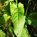 Rumex thyrsiflorus leaf picture by Alexander Seeck (cc-by-sa)