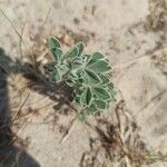 Medicago marina leaf picture by nicolas rouanet (cc-by-sa)