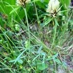 Trifolium ochroleucon habit picture by Stéphane Mars (cc-by-sa)