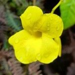 Angadenia lindeniana flower picture by Trap Hers (cc-by-sa)