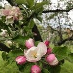 Malus domestica flower picture by cuma vladimir (cc-by-sa)