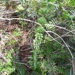 Sideritis romana habit picture by manuelmm (cc-by-sa)