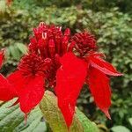 Mussaenda erythrophylla flower picture by susan brown (cc-by-sa)