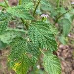 Heliotropium indicum leaf picture by pierre vernet (cc-by-sa)