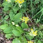 Primula veris leaf picture by Chris Defalcis (cc-by-sa)