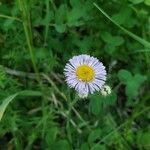 Erigeron glabellus flower picture by DJ Sabatier (cc-by-sa)