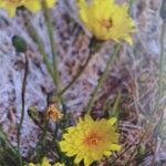 Microseris lanceolata flower picture by jazper stride (cc-by-sa)