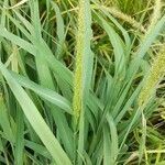 Setaria macrostachya habit picture by Trap Hers (cc-by-sa)