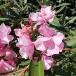 Nerium oleander leaf picture by scanna Sarah (cc-by-sa)