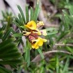 Pultenaea petiolaris flower picture by ian connop (cc-by-sa)