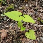 Aristolochia macrophylla habit picture by Anja Collette (cc-by-sa)