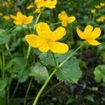 Caltha palustris habit picture by Yoan MARTIN (cc-by-sa)