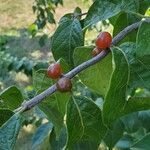 Lonicera maackii fruit picture by ryan frahm (cc-by-sa)