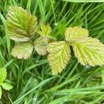 Rubus saxatilis leaf picture by Rosie DANIEL (cc-by-sa)