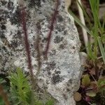 Erodium acaule fruit picture by Klein Andres (cc-by-sa)