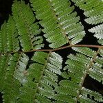 Cyathea multiflora leaf picture by Nelson Zamora Villalobos (cc-by-nc)